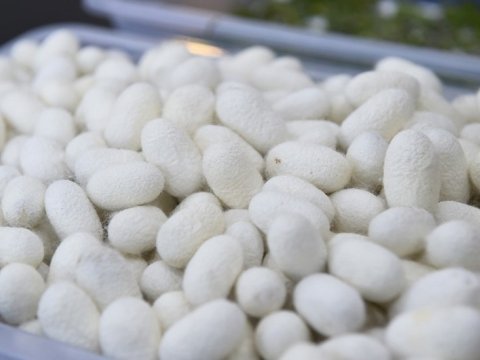 Tədarük məntəqələrinə 328 ton yaş barama təhvil verilib