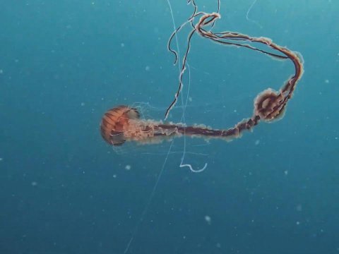 İstanbul sahillərində nəhəng meduza aşkarlandı - FOTOLAR