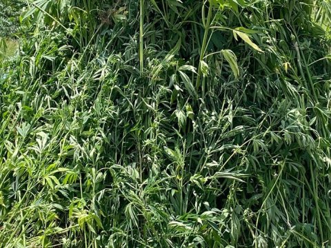 Ağdamda 4 tondan artıq çətənə kolu məhv edildi 