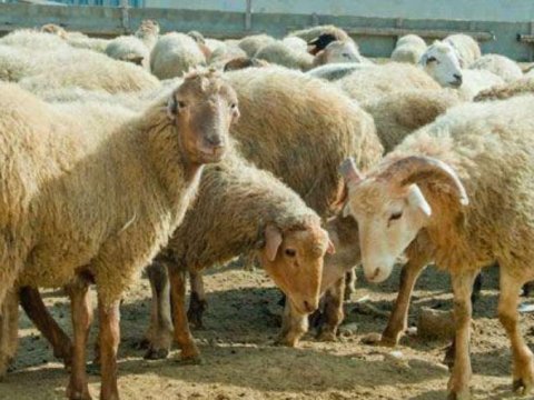 Heyvan oğurlayan dəstə saxlanıldı 