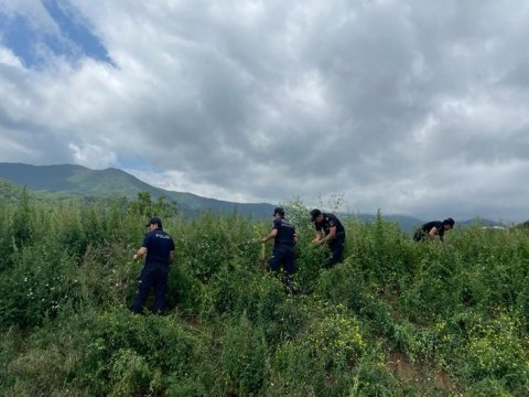 Xocavənddə narkotik tərkibli bitkilər MƏHV EDİLDİ