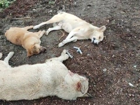 Sumqayıtda sahibsiz itlər güllələnib