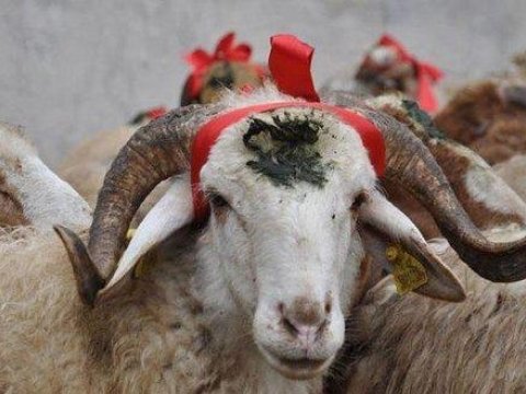 Qurbanlıq heyvanlar neçəyədir - QİYMƏTLƏR (VİDEO)