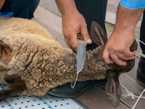 Komitə sədrindən çağırış - Bayramla bağlı fətvaya əməl edin