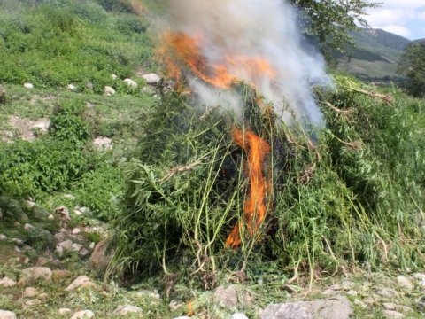 Şuşada 1 tondan artıq çətənə məhv edildi