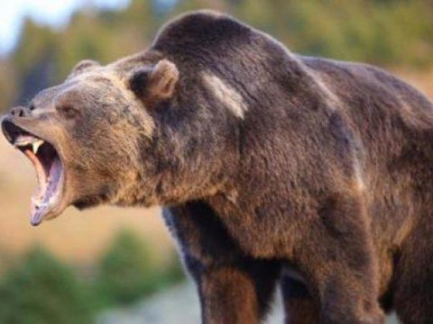 Laçında ayı yerli sakinə hücum etdi 