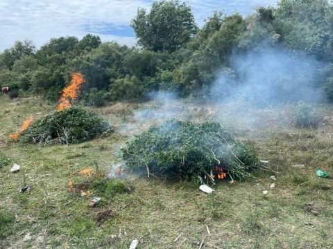 Neftçalada 12 ton çətənə kolu YANDIRILDI