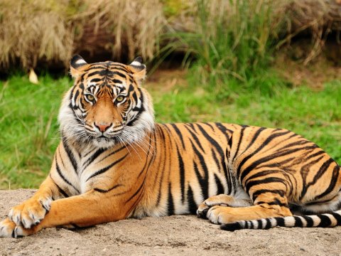 Qarabağda hansı vəhşi heyvanlar var? - İşğaldan sonra sayları artıb