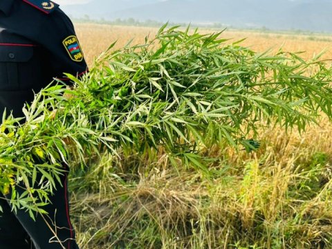 12 ton narkotik bitkisi məhv edildi