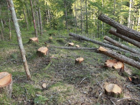 İki şəhər və dörd rayonda ağackəsilmə ilə bağlı cinayət işi başlanıldı