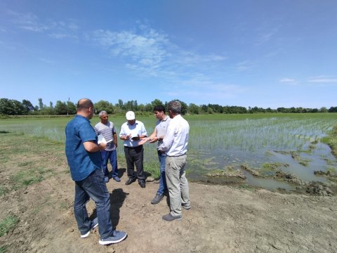 Pakistandan gətirilmiş çəltik sortları açıq sahələrə köçürülüb