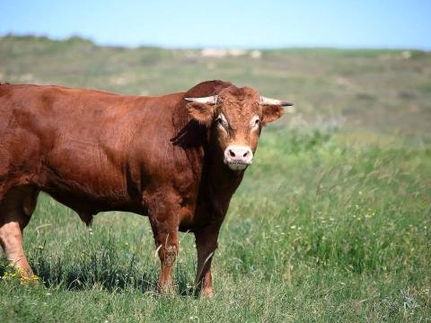 1600 kiloqram ağırlığında qurbanlıq heyvan