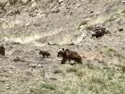 Laçın dağlarında iki balası ilə gəzən qonur ayı - FOTO