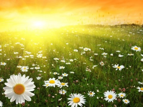 Bu gün 35 dərəcə isti olacaq