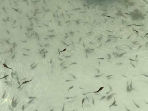 Kür çayına balıq körpələri buraxıldı - FOTOLAR