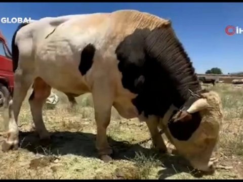 Qurbanlıq heyvanın qiyməti eşidənləri şoka saldı