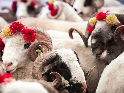 Ən ucuz qoyun Azərbaycandadır - Qurbanlıq qiymətləri