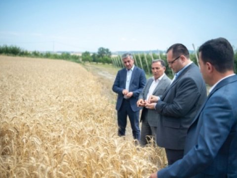 Nazir İsmayıllıda taxıl biçini prosesində iştirak etdi - FOTO