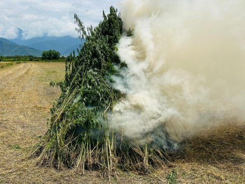 Laçında 842 kq çətənə bitkisi məhv edildi