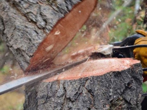 Bakıda ağacları qanunsuz kəsənlər KİMLƏRDİR?