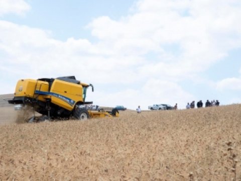 Respublikada taxıl biçini davam edir