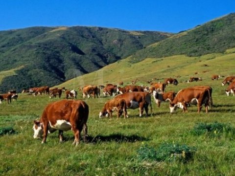 Göygöldə 35 min manatlıq mal-qara oğurlandı