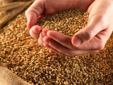 Dövlət Agentliyi buğda tədarükü elan etdi