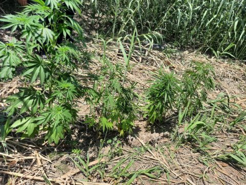 Naftalanda narkotik yetişdirən şəxs saxlanıldı