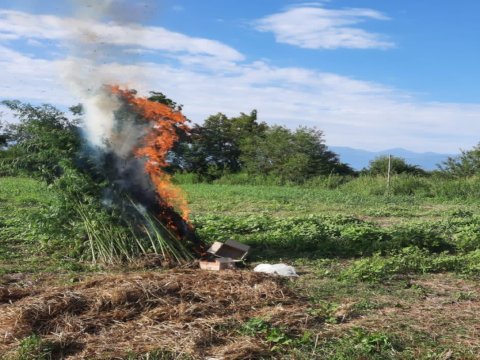 4 tona yaxın narkotik məhv edildi