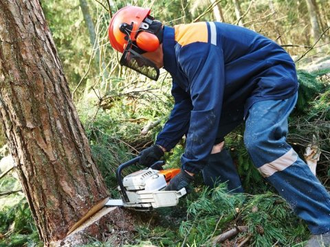 Ağac kəsməyə görə cəzalar sərtləşdirilir