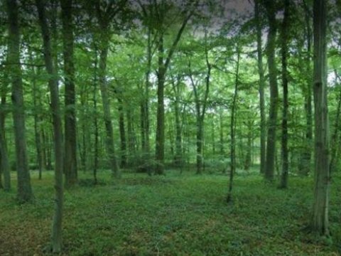 Meşələrin mühafizəsinə görə 87 nəfər işdən çıxarıldı