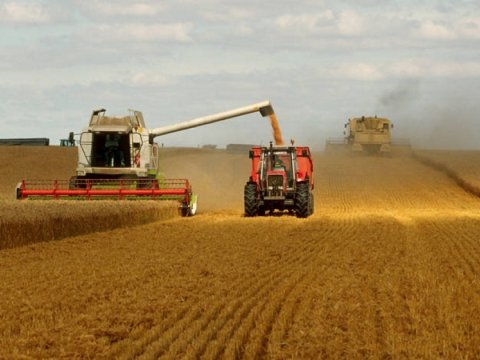 Növbəti iki ildə taxıl istehsalı rekord həddə çatacaq