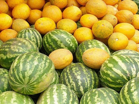 Tovuzda bir ailənin 3 üzvü qarpızdan zəhərlənib