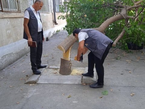 Tut ağacını kəsən qadın imiş...