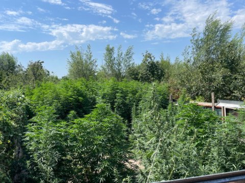 Sabirabadda çətənə əkən şəxs SAXLANILDI