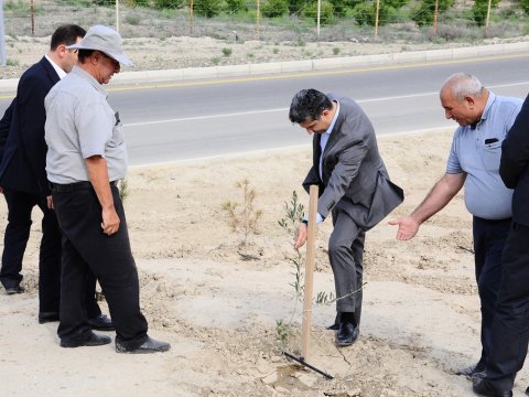 Naftalanda damcılı suvarma üsulundan istifadə olunur