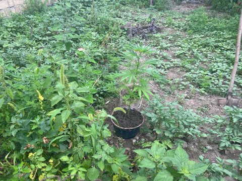 Bostanda narkotik yetişdirdi, əməlini etiraf etdi