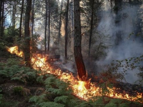 Türkiyənin beş vilayətində meşələr YANIR