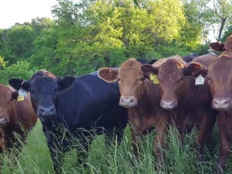 İribuynuzlu heyvan Astara sakinini vuraraq öldürdü