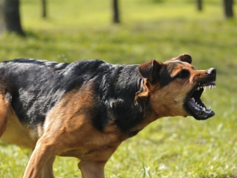 Küçə itləri yaşlı qadını xəstəxanalıq etdi 