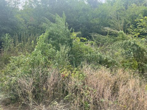 Ağsuda 1 tondan artıq çətənə kolu məhv edildi