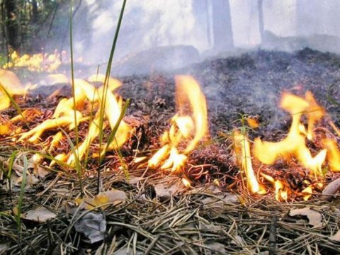 Oğuzda əkin sahəsində YANĞIN