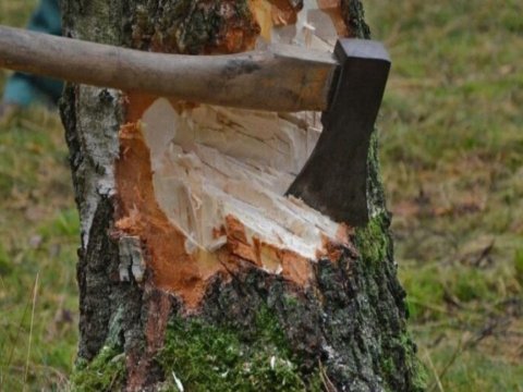 Ağalı kəndində ağaclar qanunsuz kəsildi