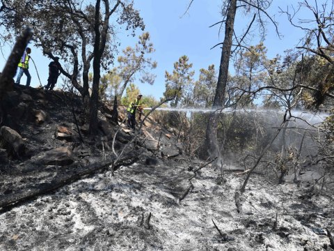 Meşə yanğınları nəticəsində 15 nəfər öldü