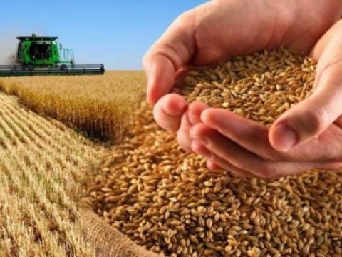 Buğdanın qiyməti kəskin BAHALAŞDI