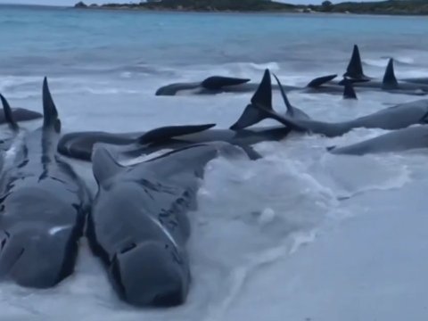 Çoxlu sayda balina sahilə çıxdı, 51-i tələf oldu