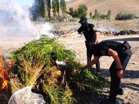 Naxçıvanda narkotik tərkibli bitkilər yandırıldı