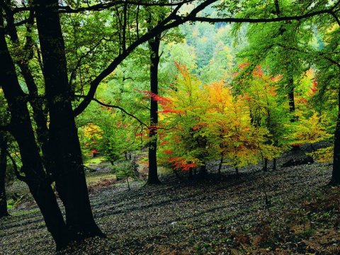 Qax meşəsində 1 nəfər itkin düşdü