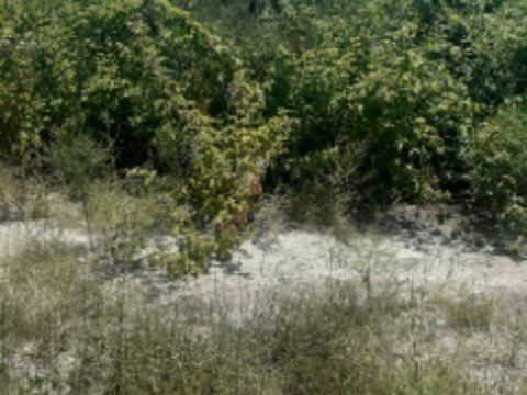 Qızılağac Milli Parkının bitki örtüyü