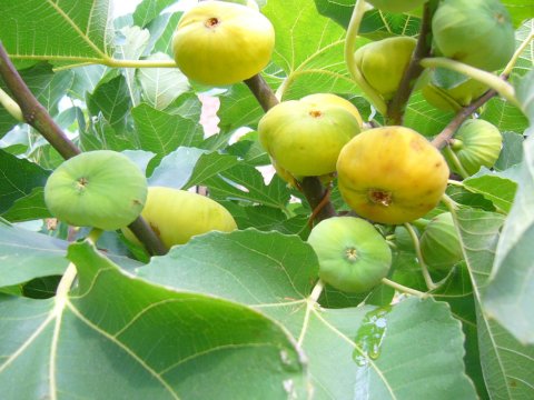 Əncir yığan qadını 